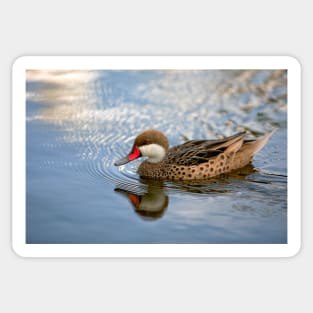 White-cheeked Pintail Sticker